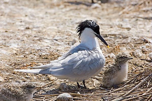 Sandwich Tern