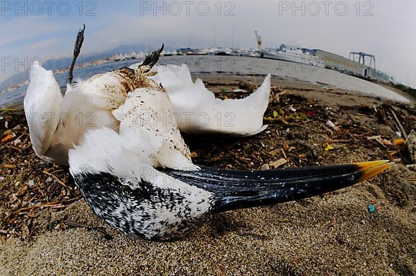 Sandwich tern