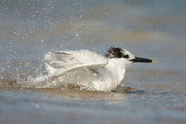 Sandwich Tern