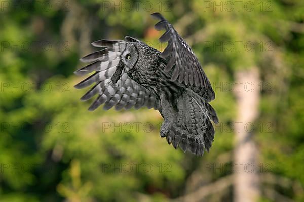 Great grey owl