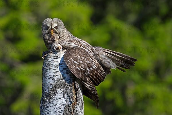 Great grey owl