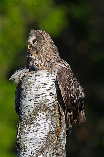 Great grey owl