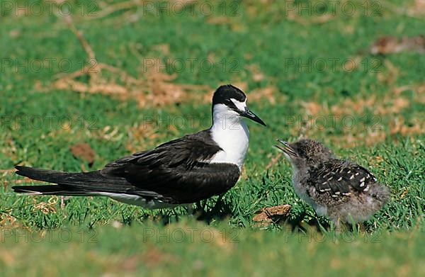 Sooty tern