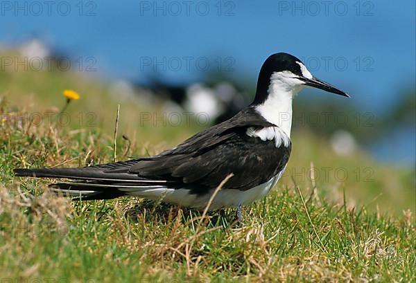 Sooty tern