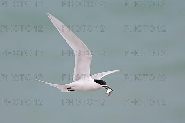 White-fronted Tern