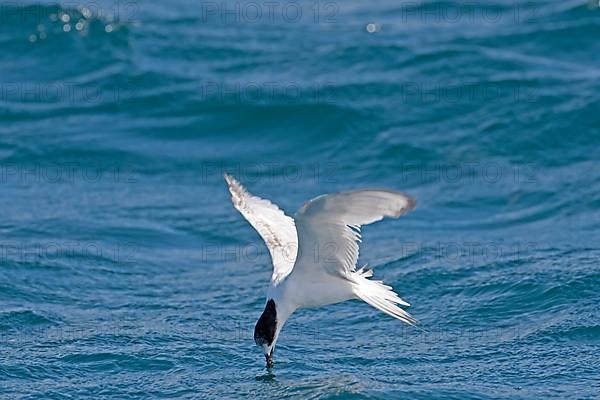 White-fronted Tern