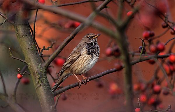 Red-throated thrush