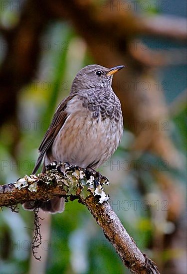 Dark-throated thrush