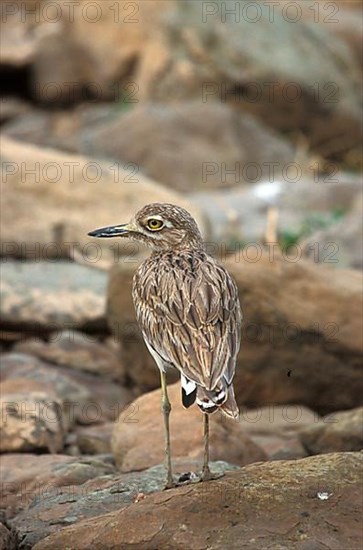 Senegal thick-knee