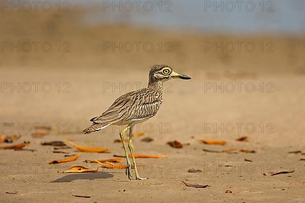 Senegal Thick-senegal thick-knee