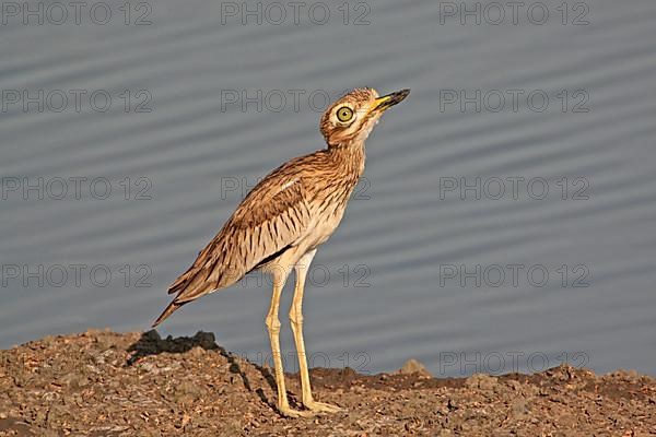 Senegal Thick-knee