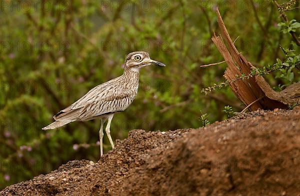 Senegal Thick-senegal thick-knee