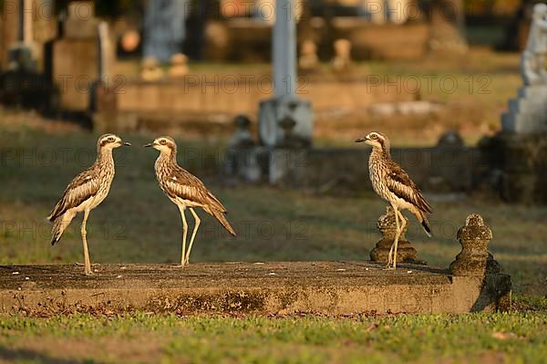 Bush Thick-knee