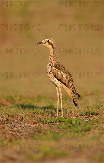 Bush Thick-knee