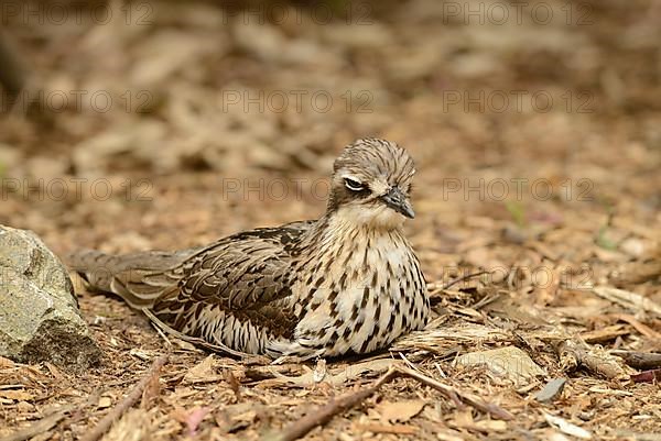 Bush Thick-knee