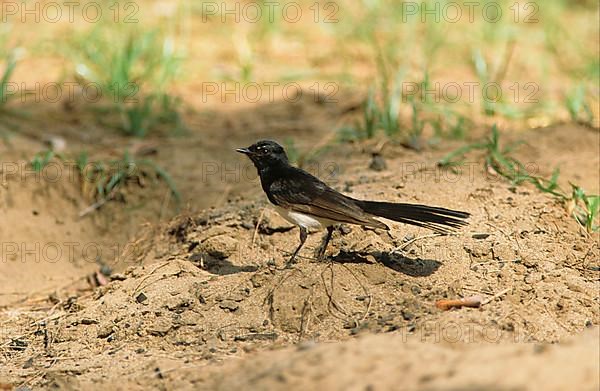 Willy wagtail