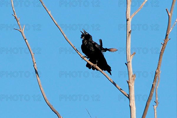 Salvadori Crow