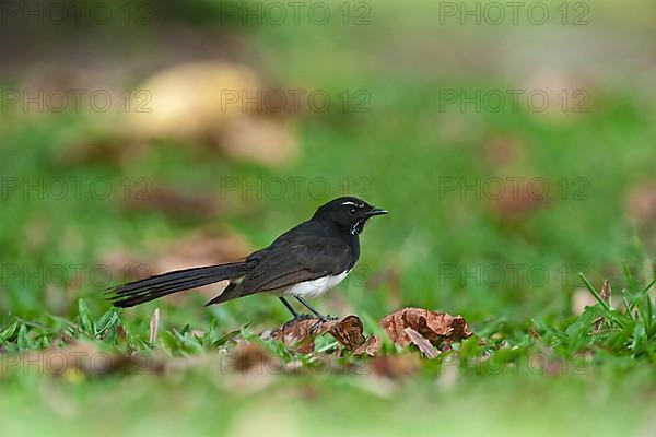 Willy wagtail