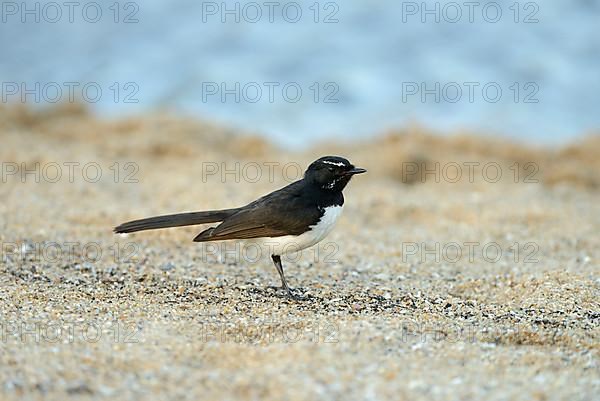 Willy wagtail