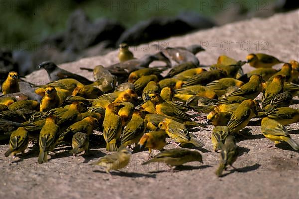 Taveta weaver