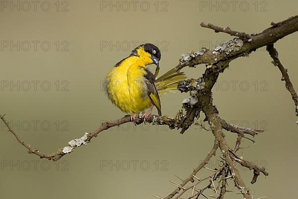 Baglafecht weaver