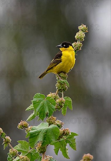 Baglafecht weaver