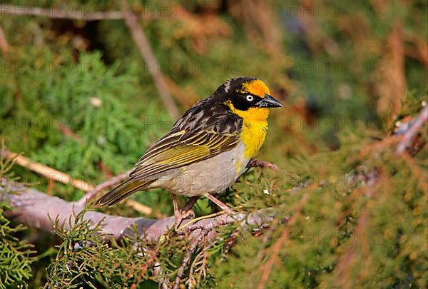 Baglafecht weaver