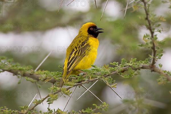 Black-headed weaver