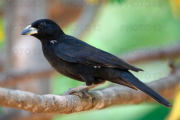 White-billed buffalo weaver