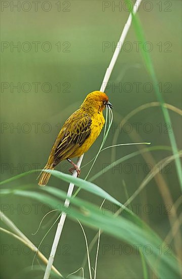 Cape weaver