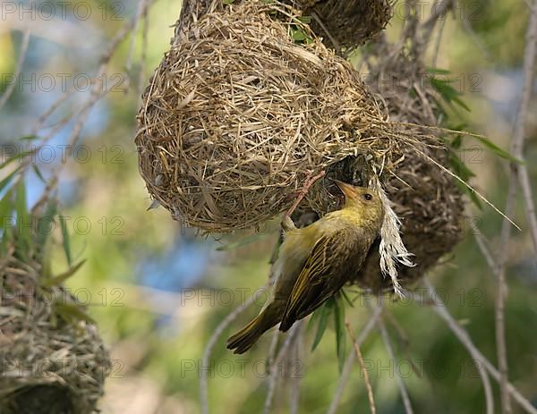 Cape weaver