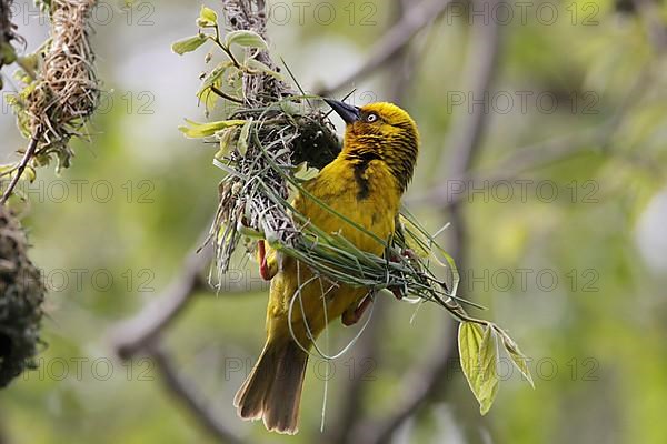 Cape Weaver