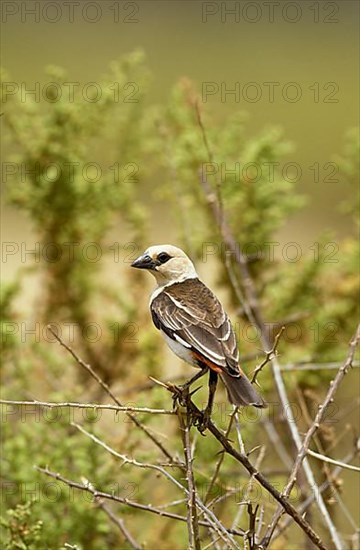 White-headed Buffalo Weaver