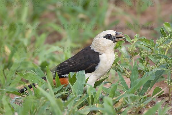 White-headed buffalo weaver