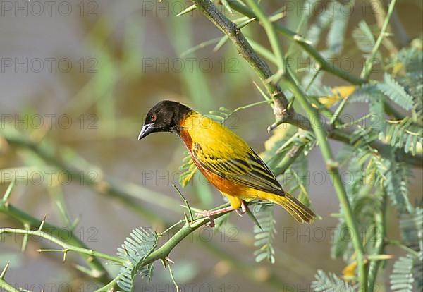 Golden-backed weaver