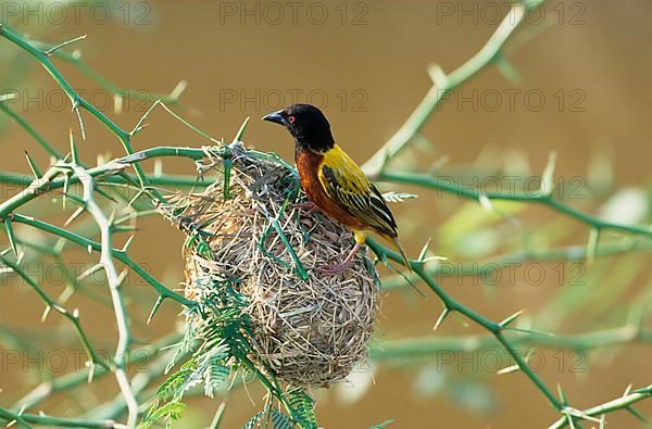 Jackson's golden-backed weaver