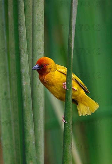 Golden Palm golden palm weaver