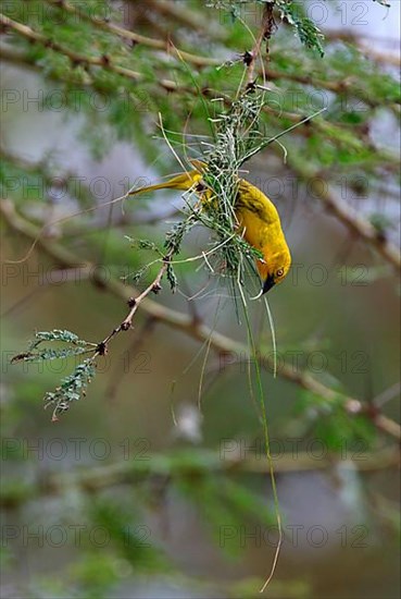 Holub's Golden holub's golden weaver