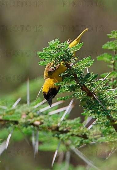 Lesser little weaver