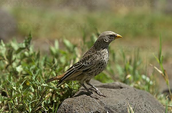 Red-tailed Weaver