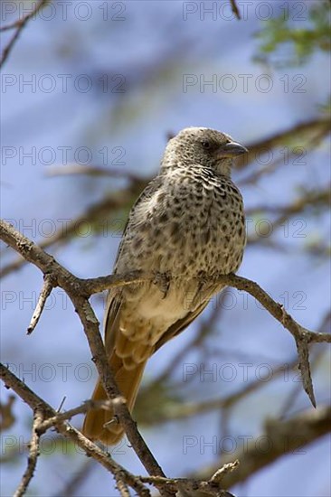 Rufous-tailed weaver