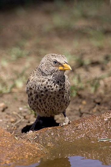 Rufous-tailed weaver