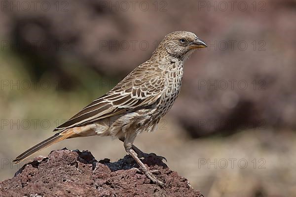 Rufous-tailed weaver