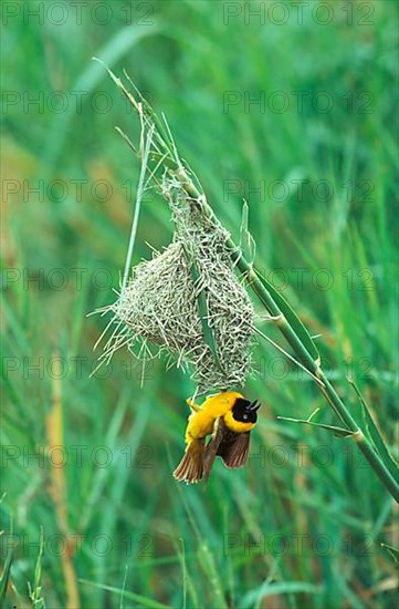 Lesser lesser masked weaver