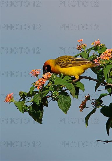 Vitelline Masked Weaver