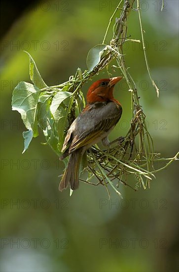 Southern masked weaver