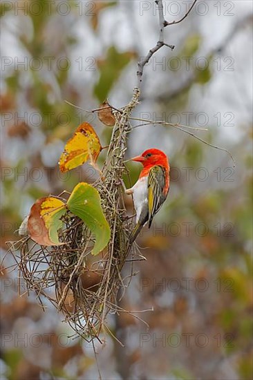 Red-headed weaver