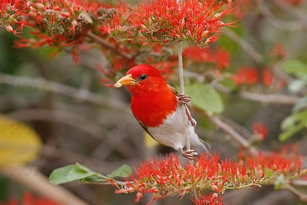 Red-headed weaver