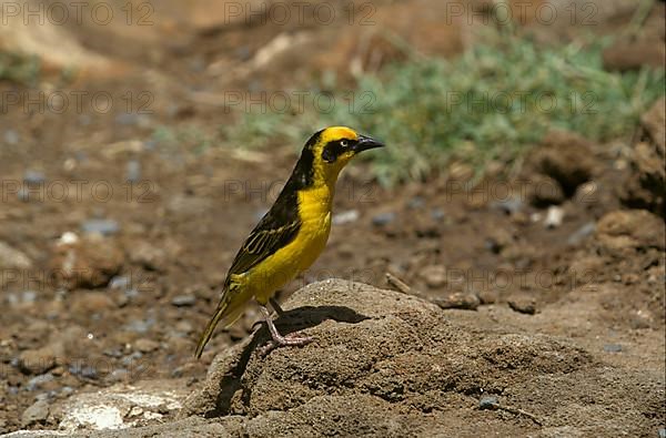 Reichenow's Weaver