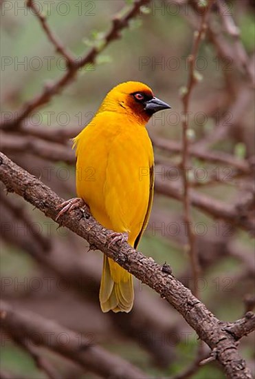 Gilb's Weaver